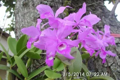 Blooming Orchids in our garden jigsaw puzzle