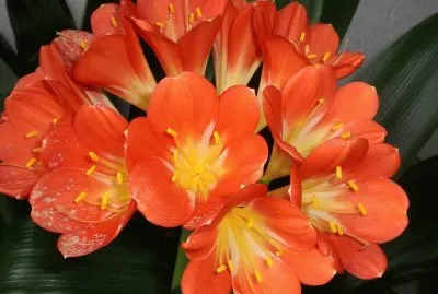 Clivia