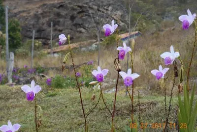 Flores do campo