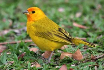 Fringuello zafferano