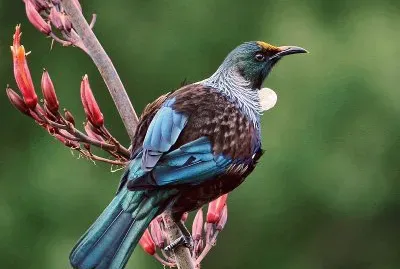 Tui