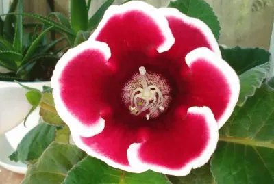 Gloxinia