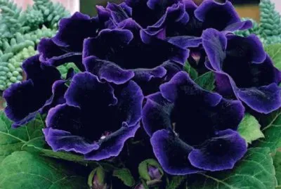 Gloxinia jigsaw puzzle