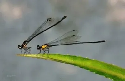 Imagem jigsaw puzzle