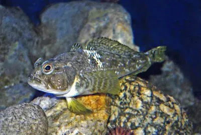 Trematomus bernacchii