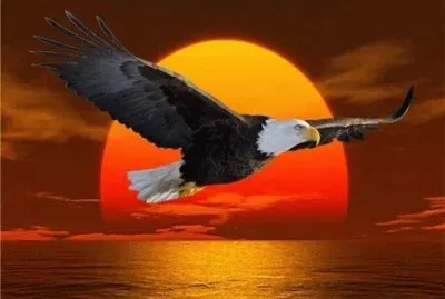 Flying Eagle at Sunset