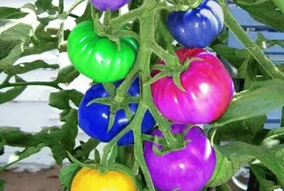 tomates jigsaw puzzle