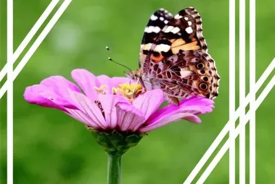 èŠ±èˆ‡æ˜†èŸ²