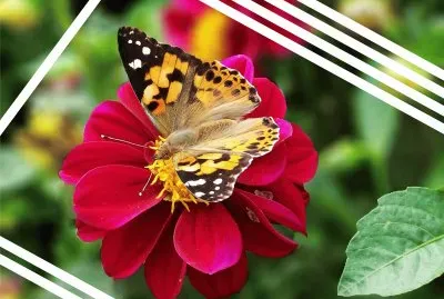 èŠ±èˆ‡æ˜†èŸ²