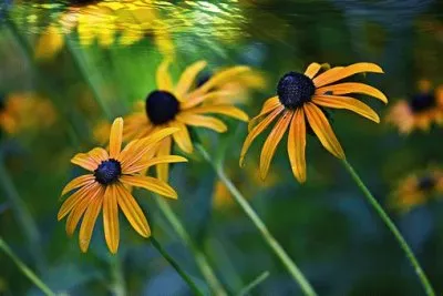 Imagem jigsaw puzzle