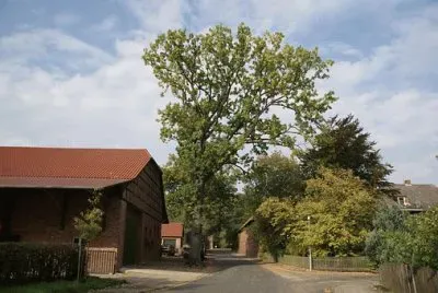 פאזל של Imagem