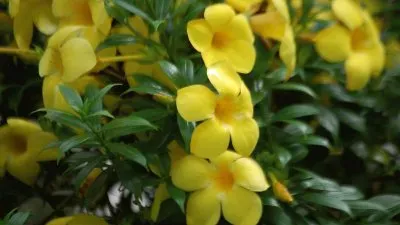 Imagem jigsaw puzzle