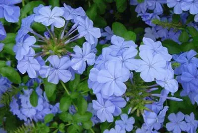 פאזל של Imagem