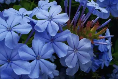 פאזל של Imagem