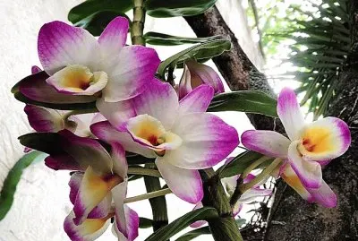 flores jigsaw puzzle