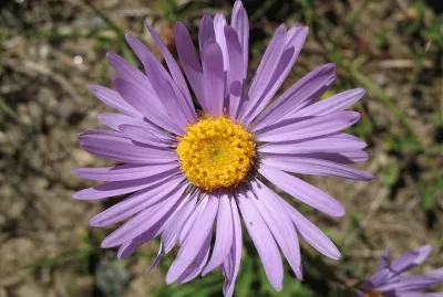 Imagem jigsaw puzzle