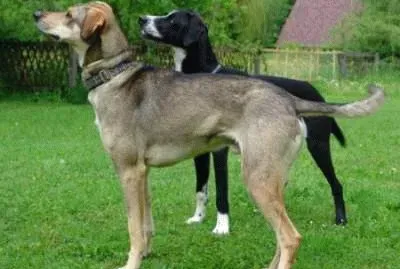 Scandinavian hound