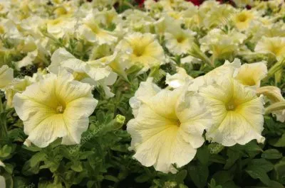 פאזל של Imagem