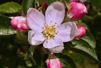 Fleurs de pommier
