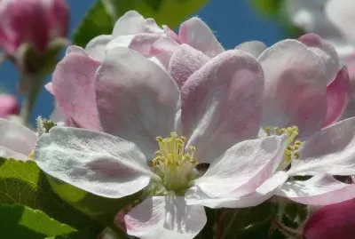 Fleurs de pommier