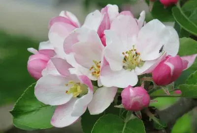 Fleurs de pommier jigsaw puzzle