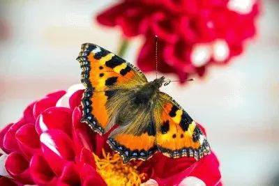 Imagem jigsaw puzzle