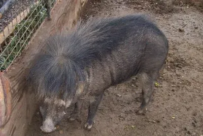 Cinghiale dalle verruche delle filippine