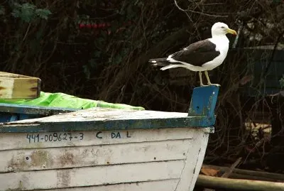 gaivota