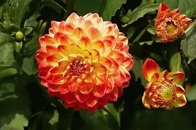 Imagem jigsaw puzzle