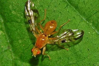 Acidia cognata
