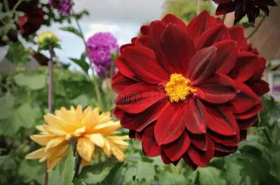 Imagem jigsaw puzzle