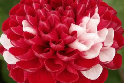 Imagem jigsaw puzzle