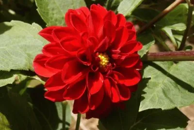 Imagem jigsaw puzzle