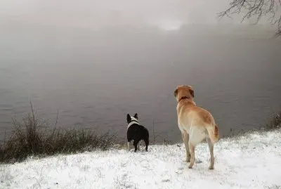 Chiens aux MontagnÃ©s