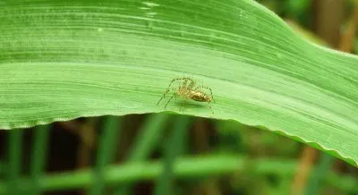 Imagem jigsaw puzzle