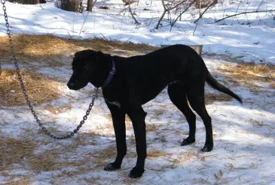 Eurohound