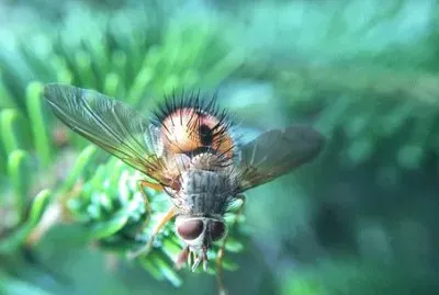 Imagem jigsaw puzzle