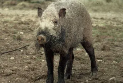 Maiale barbuto del borneo