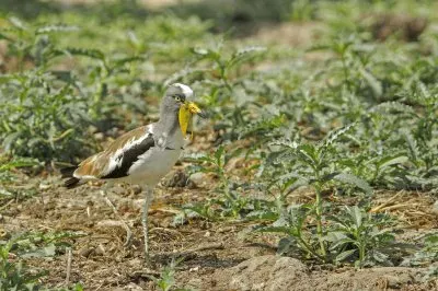 Pavoncella testabianca