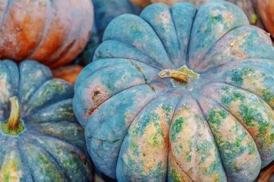 Imagem jigsaw puzzle