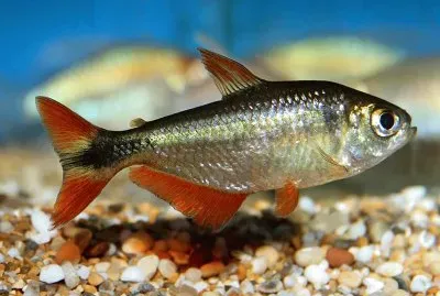 Hyphessobrycon anisitsi
