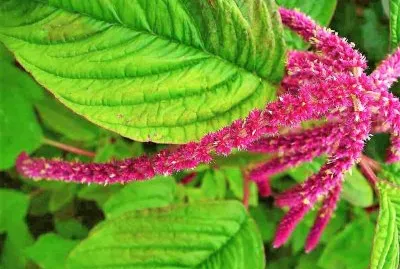 flores