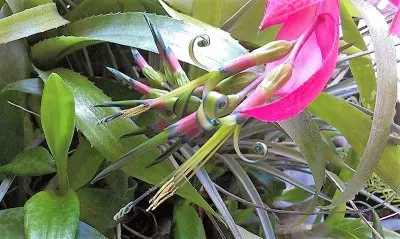 flores jigsaw puzzle