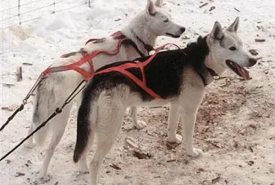 Seppala siberian sleddog