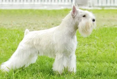 Schnauzer nano bianco