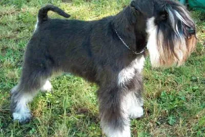 Schnauzer nano nero argento