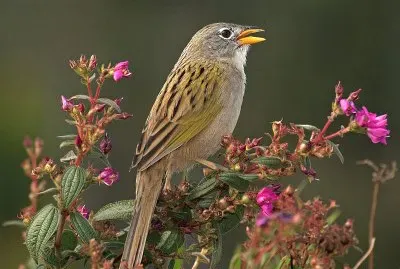 Zigolo delle erbe coda cuneata