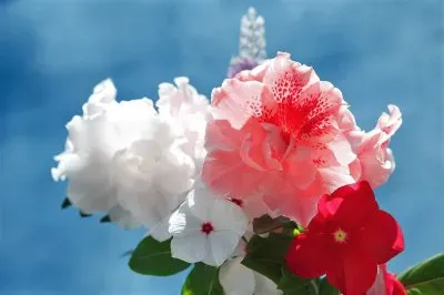 פאזל של flores