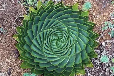 natural jigsaw puzzle