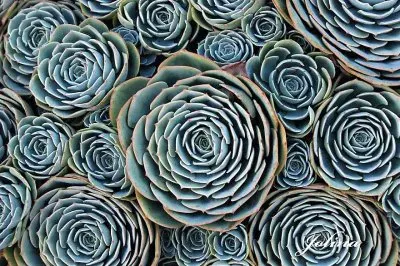 natural jigsaw puzzle